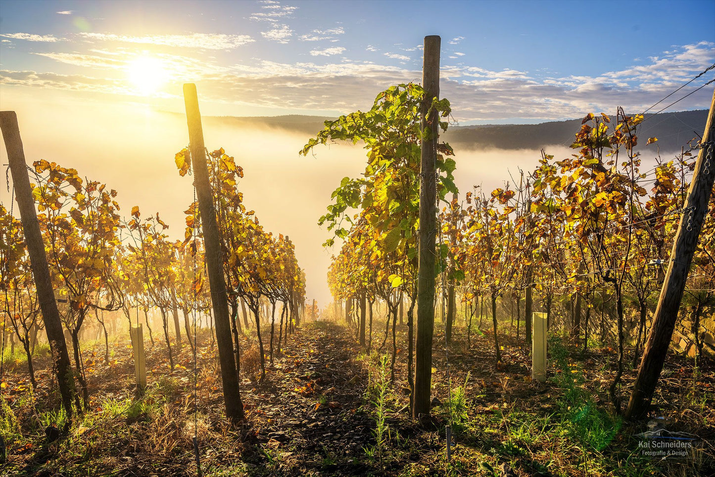 Weinreben im Nebel