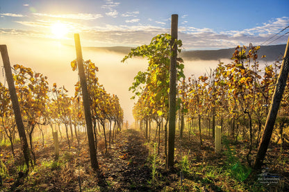 Weinreben im Nebel