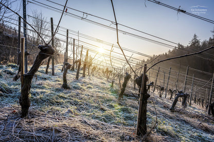 Frostige Weinberge