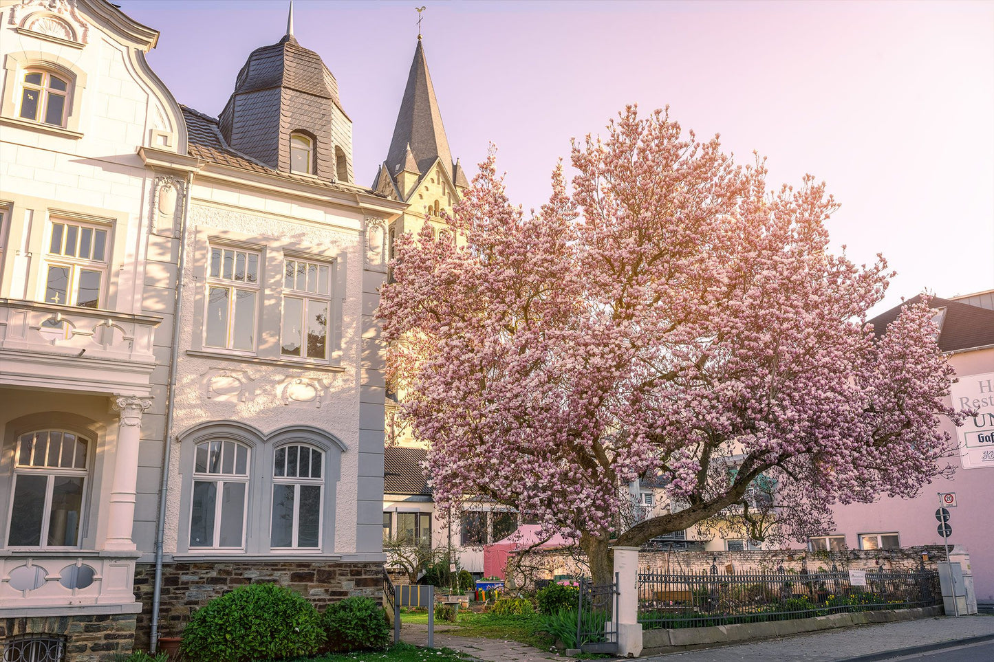 Magnolie Pfarrheim Bad Neuenahr