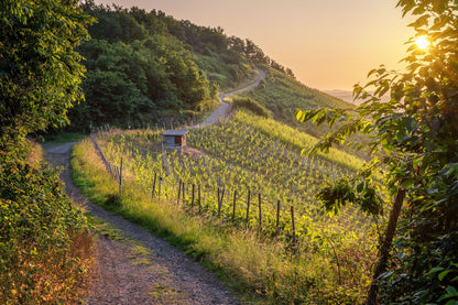In den Weinbergen