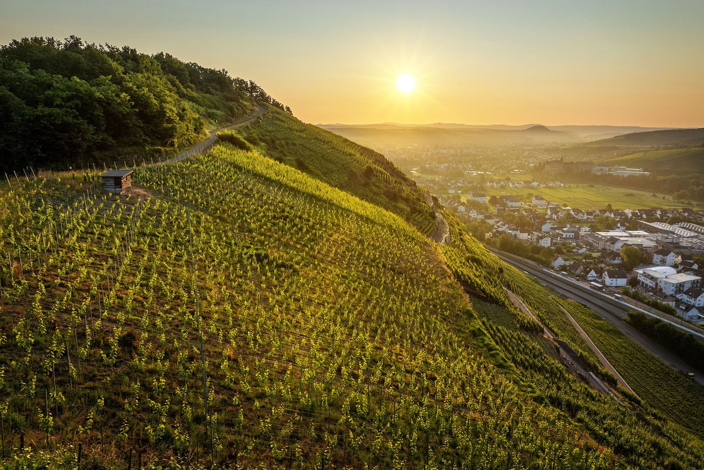 Weinreben in Walporzheim