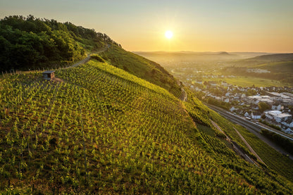 Weinreben in Walporzheim