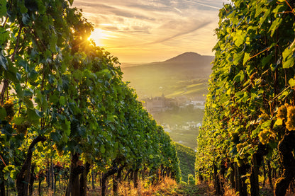 Weinberge mit dem Calvarienberg im Hintergrund