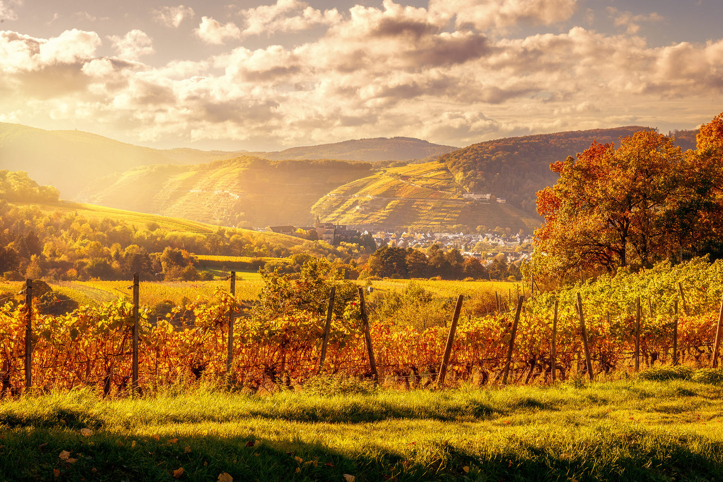 Blick vom Karlskopf nach Ahrweiler