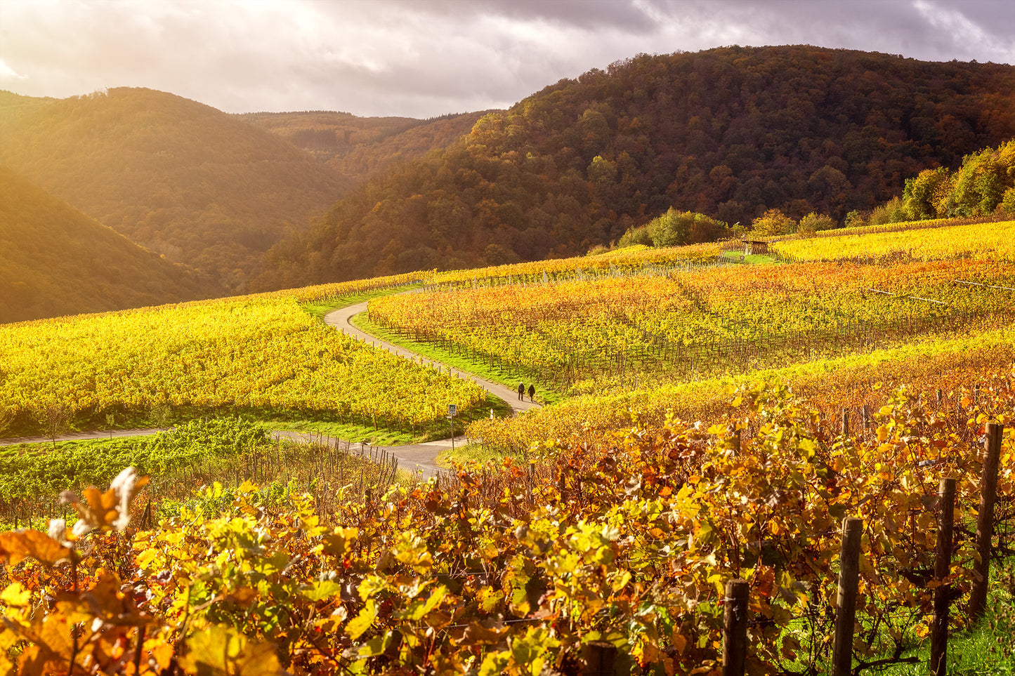 Weinberge Rosenberg Walporzheim