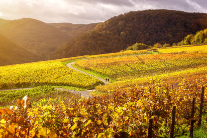 Weinberge Rosenberg Walporzheim