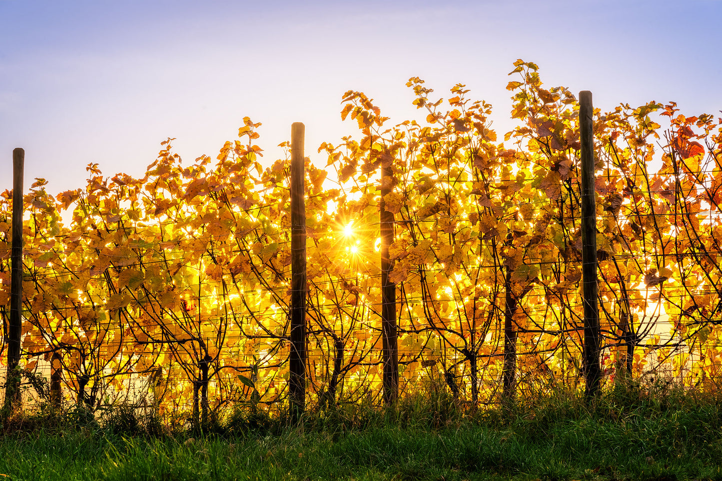 Herbstliche Weinberge im Sonnenlicht