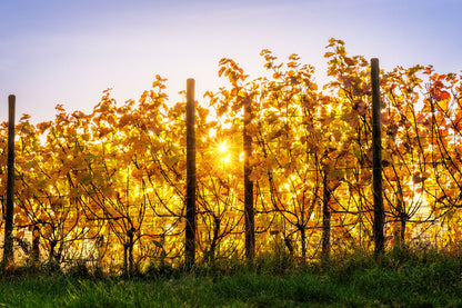 Herbstliche Weinberge im Sonnenlicht