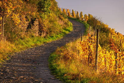 Weinbergsweg im Herbst