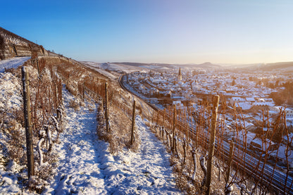 Winterliche Weinberge Ahrweiler