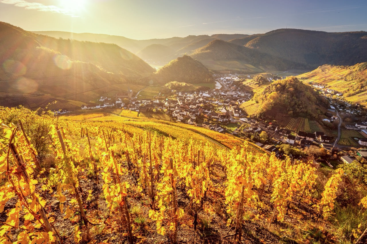 Goldener Herbst in Mayschoß