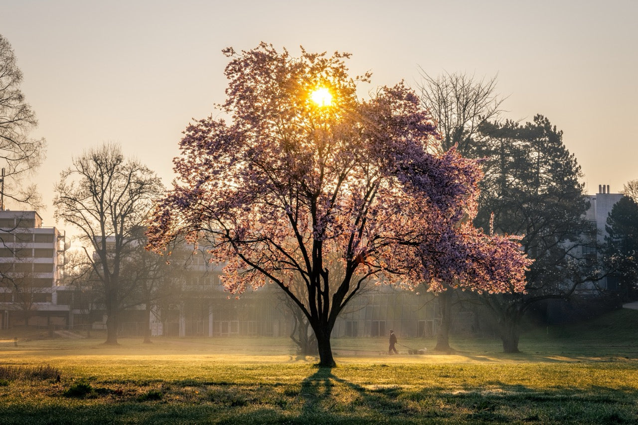 Sonnenaufgang im Dahliengarten in Bad Neuenahr